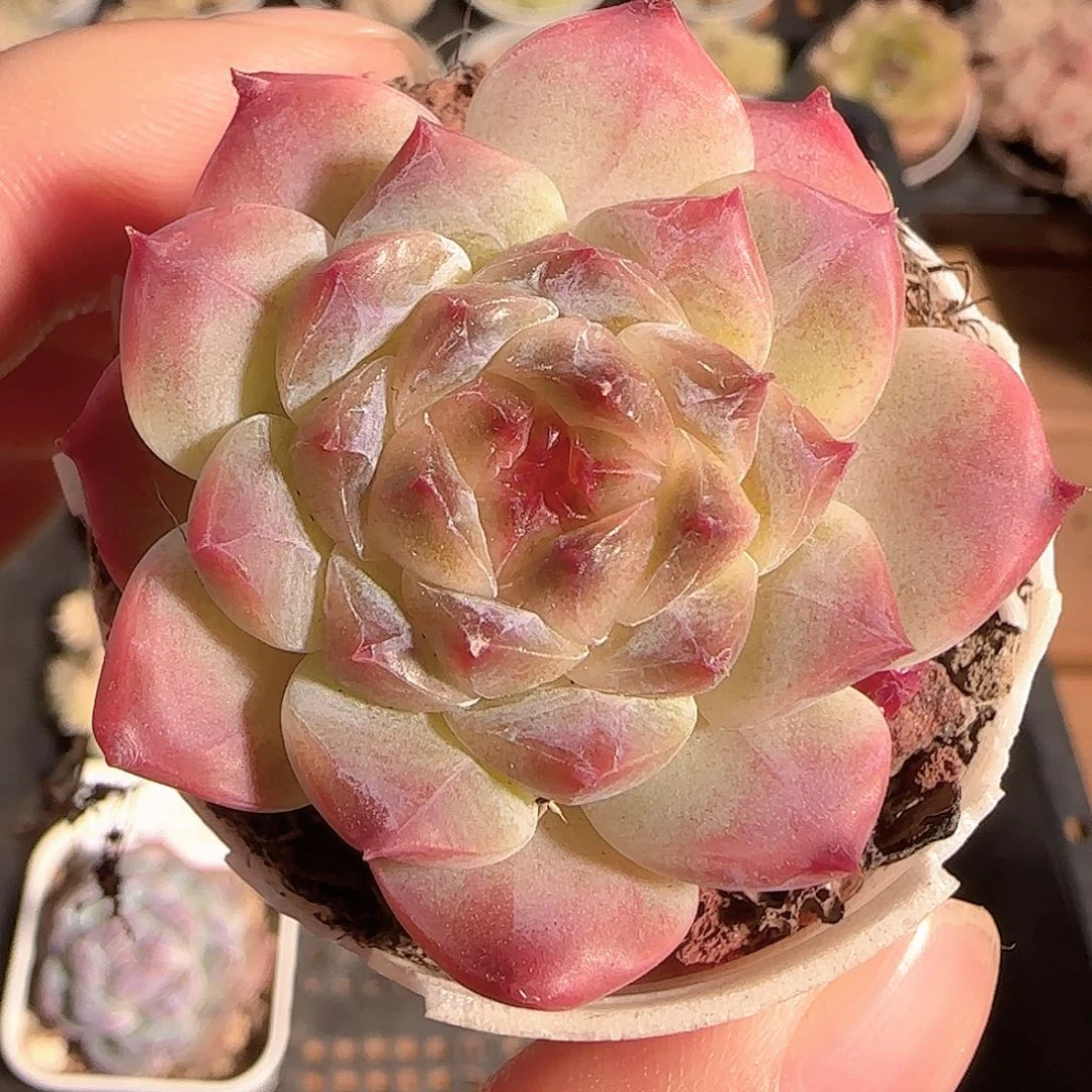 多肉1124-87秘境冰魄