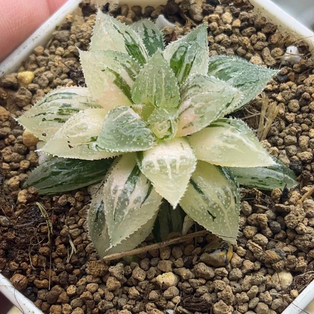 636冰砂糖锦极上斑头家多肉十二卷