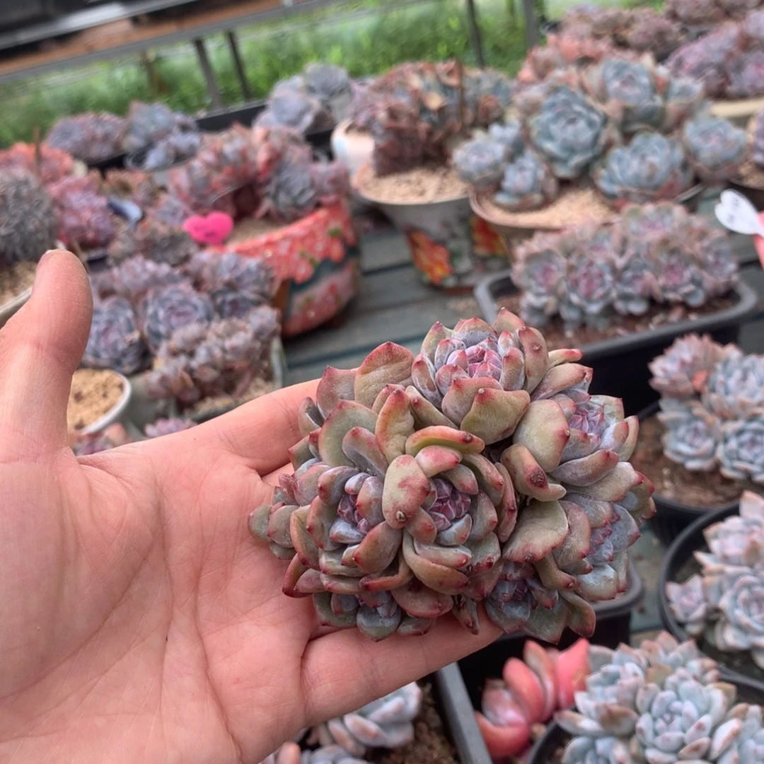 无花朵无砍10头哈哈哈哈哈哈哈