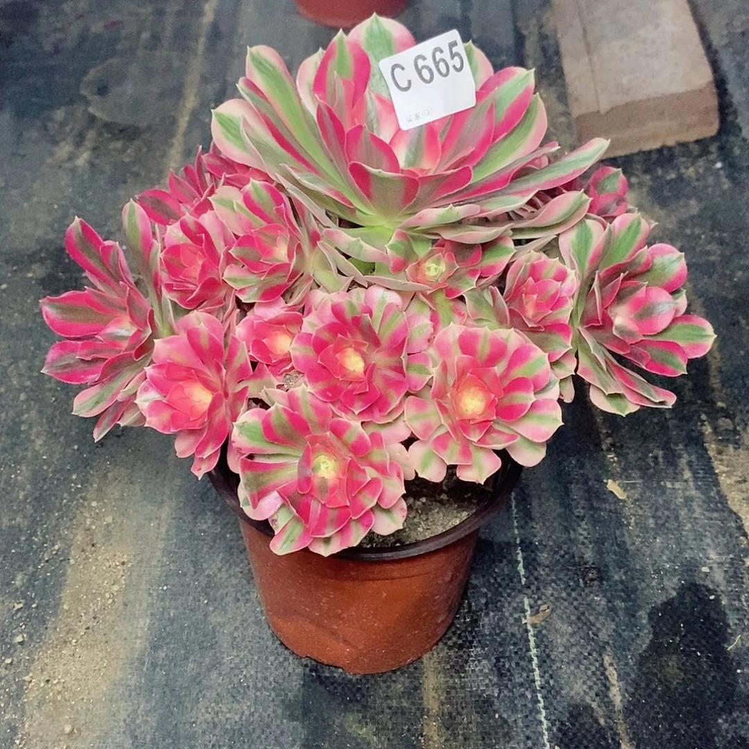 粉女巫665多肉111111