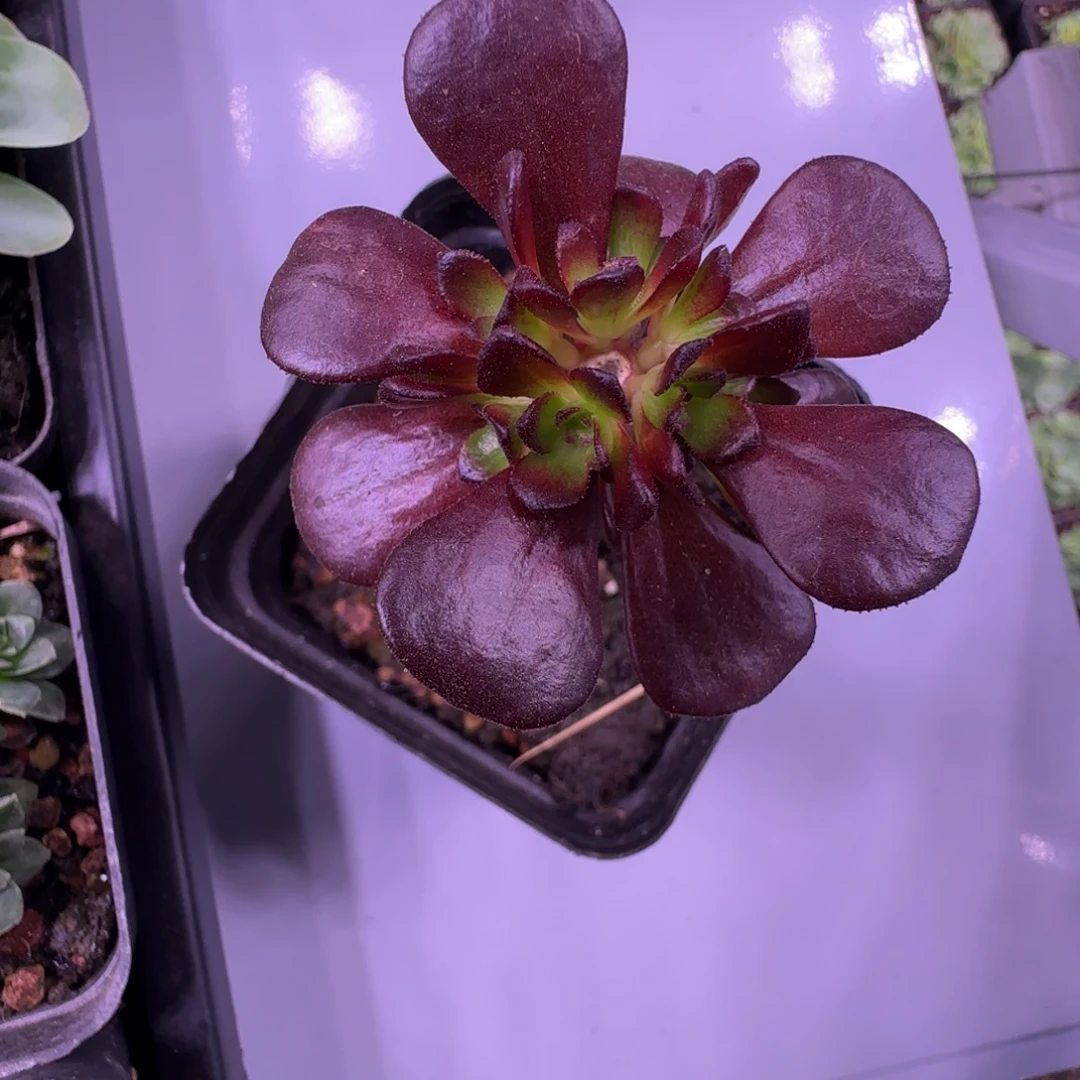 L643半城枚法旭日绣球不含盆土