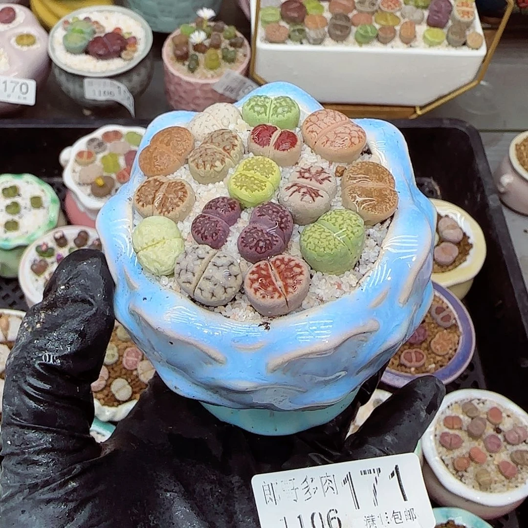 生石花满18包邮1106-171