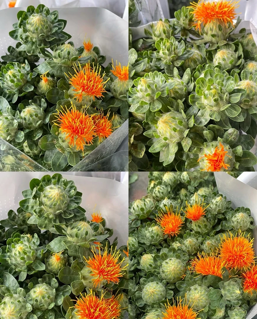 橙菠萝菠萝菊鲜花家庭插花拍摄装饰可做干花云南直发