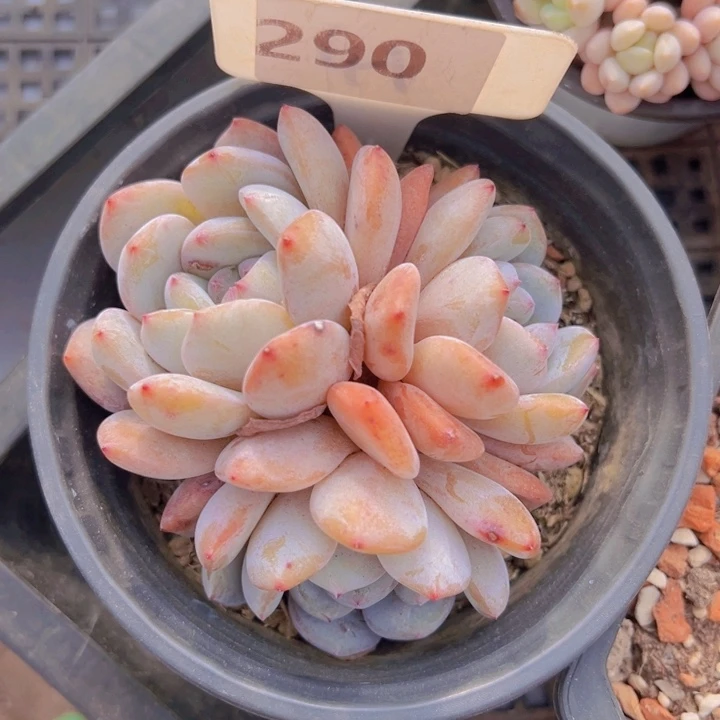 健健康康平平安安