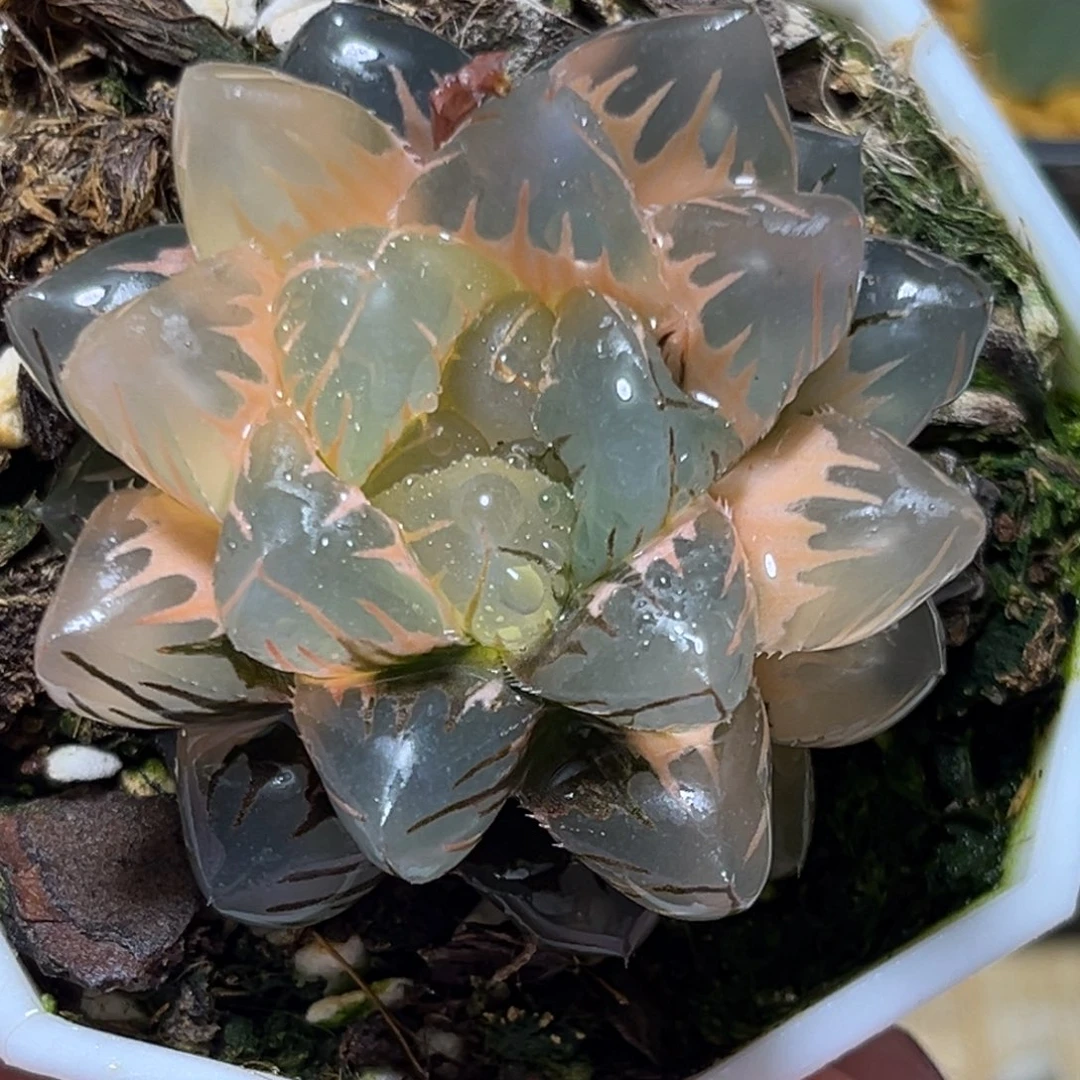 恭喜发财大吉大利0196