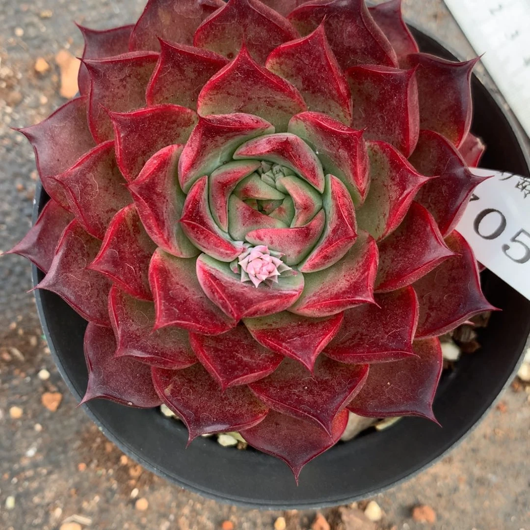 7056杂交多肉植物