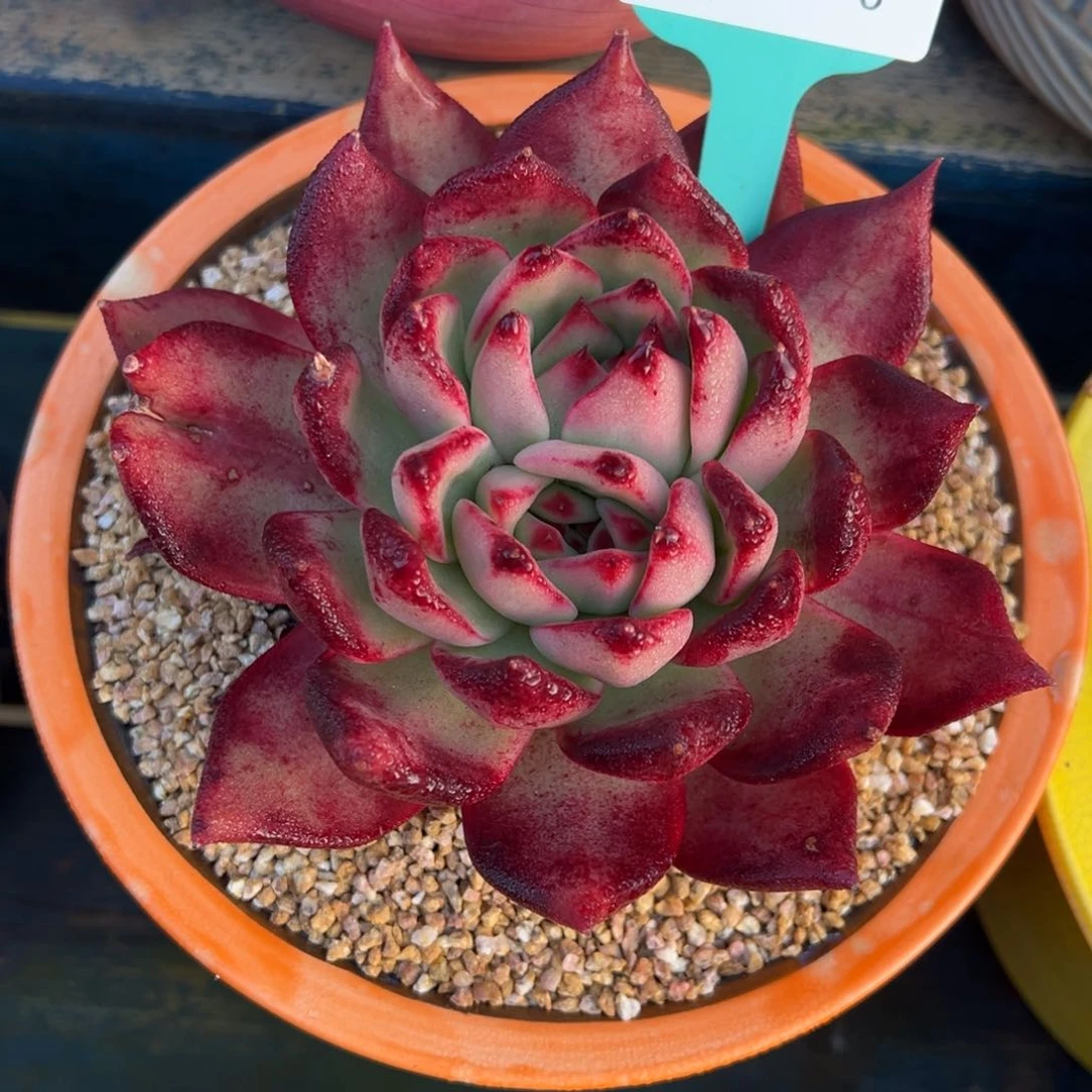 从前慢多肉精选编号0117.8