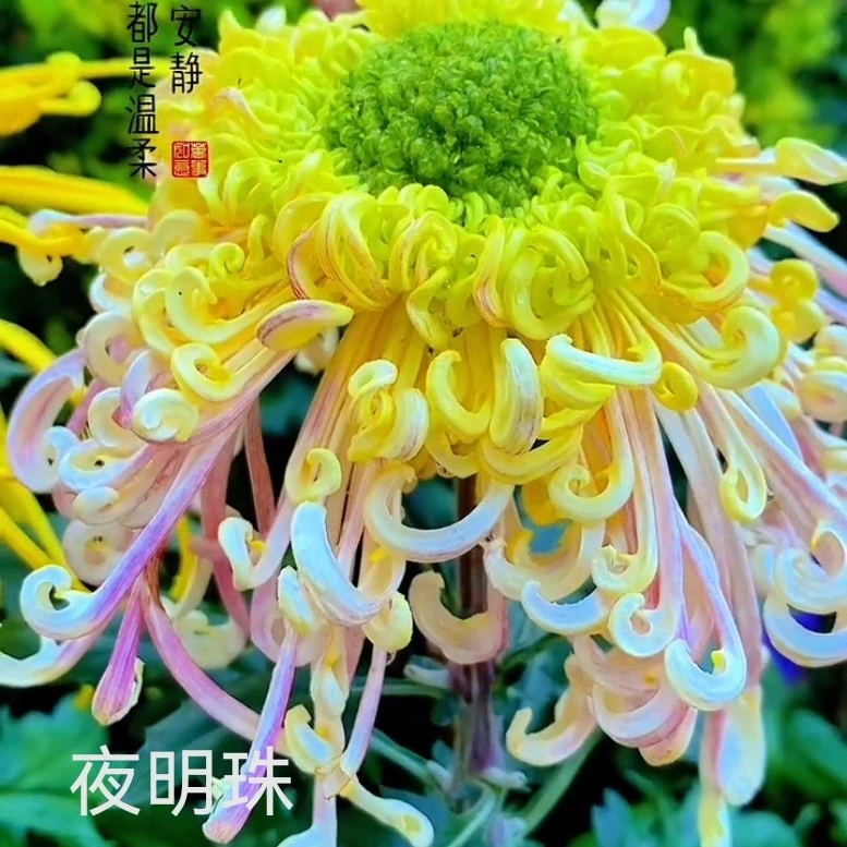 【高品对版】夜明珠大菊苗一棵