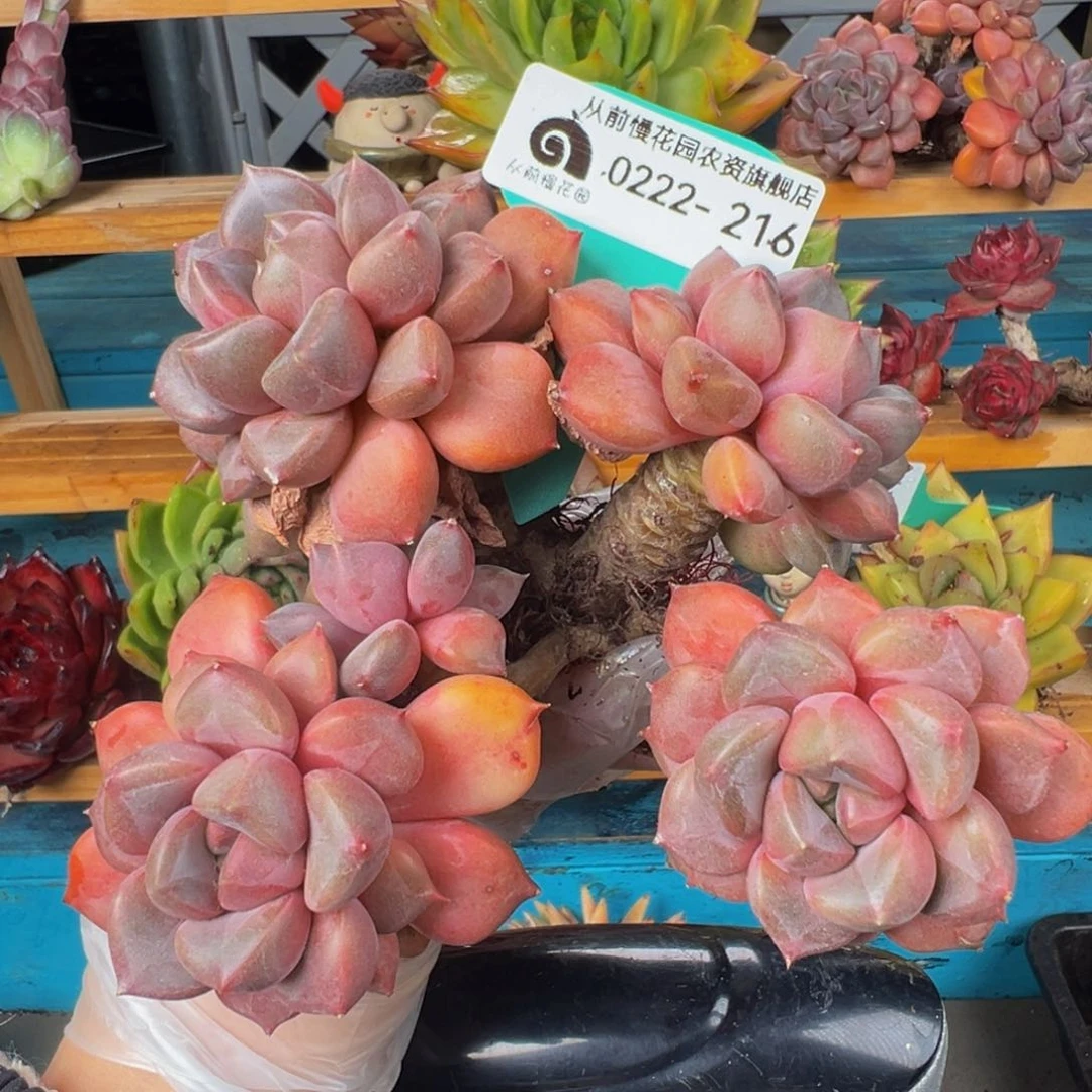 从前慢多肉精选编号0222.216