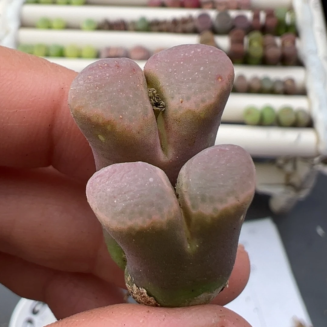 1.3好看的多肉脱土发货206