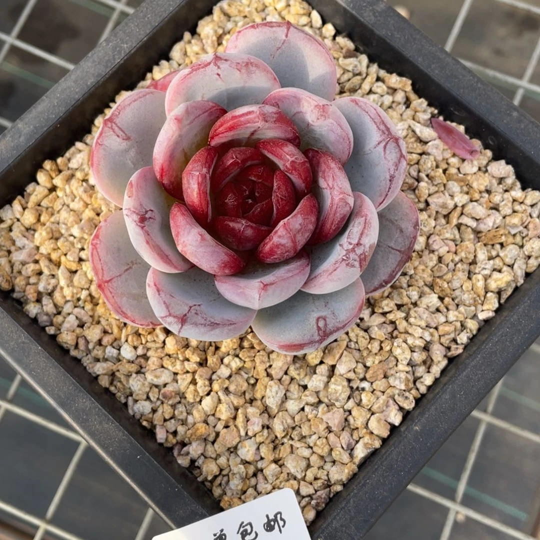 0104-18-长相思。。。。。。。