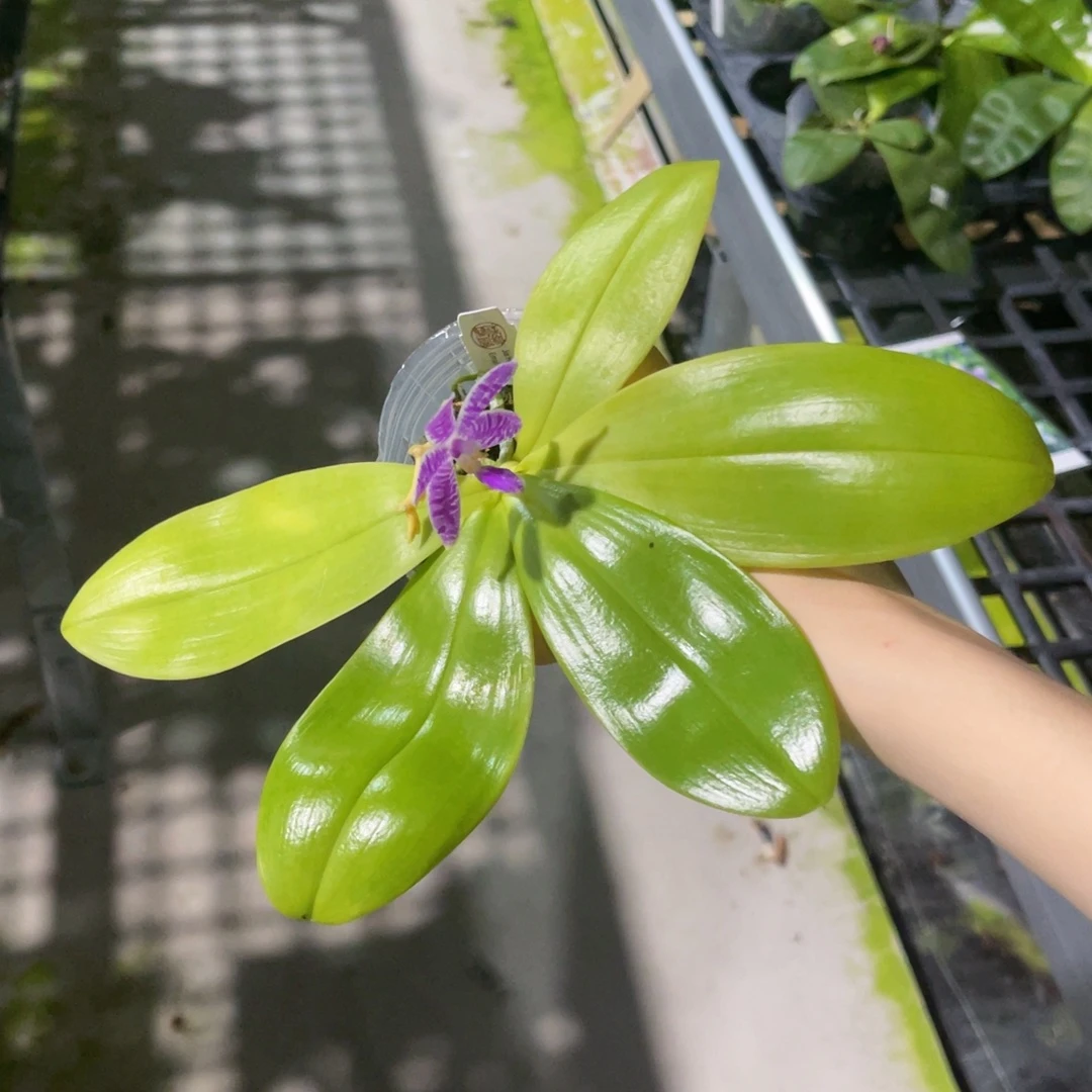 无花朵蝴蝶兰原生