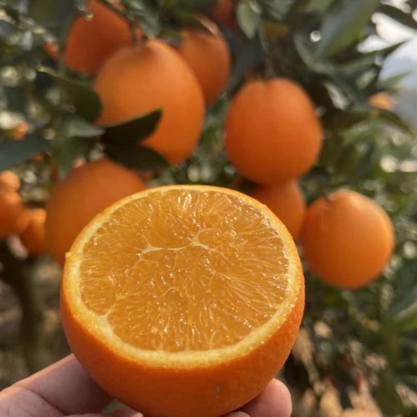 湖北宜昌秭归纽荷尔脐橙京东包邮（果园直发偏远普快）橙子
