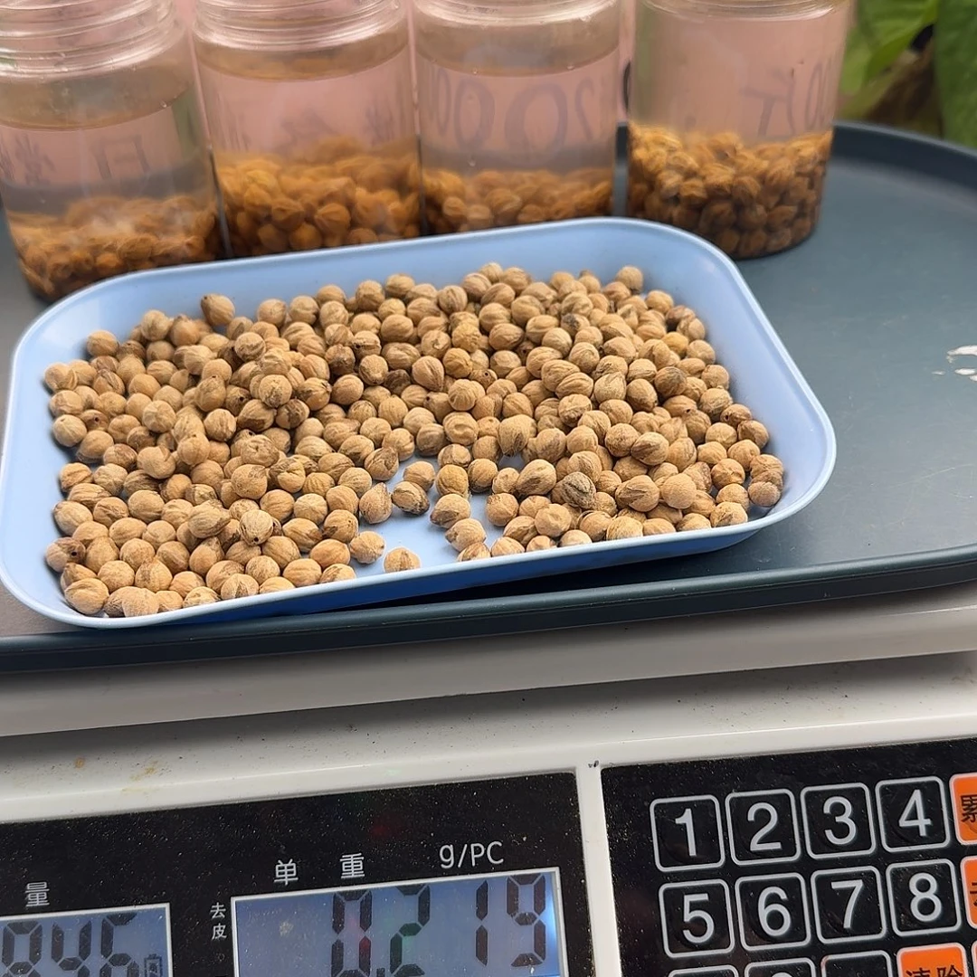 柏香籽/百香籽吊坠84克380颗左右7+MY