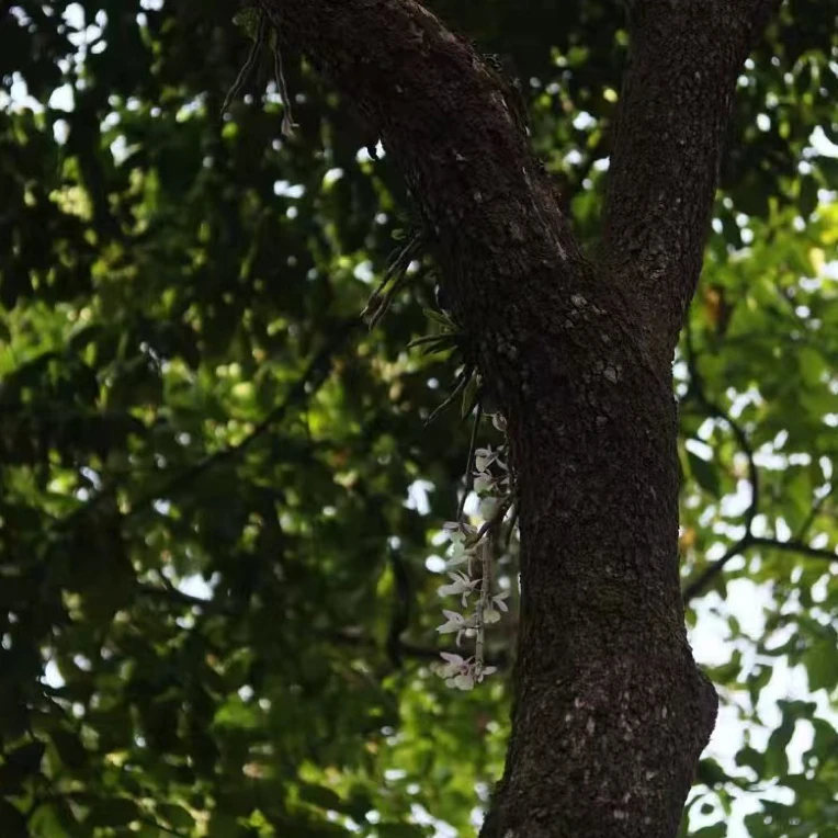 老班章2024年单株500克头春班章核心产区云南西双版纳普洱茶