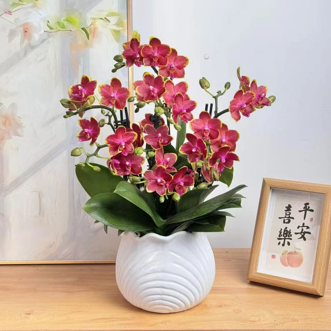 【金边番茄】蝴蝶兰鲜花精致组盆 开花株 室内绿植 养兰基地直发