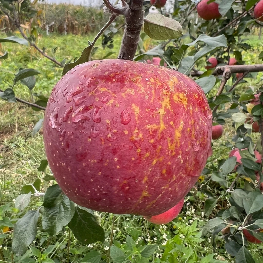 2025云南部分冰糖心丑苹果高原当季水果现摘现发包邮到家