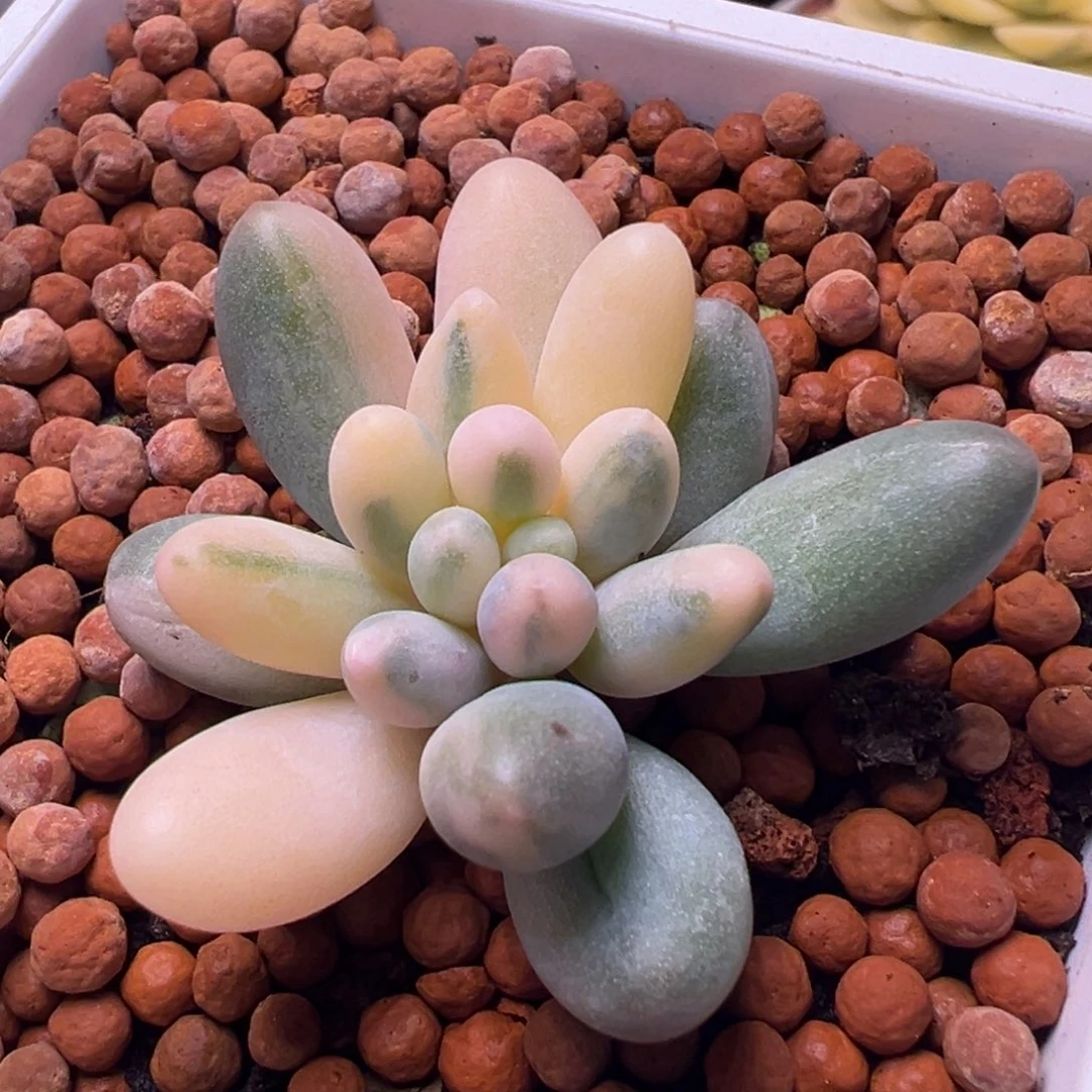婴儿手指锦，花脸拉丝锦