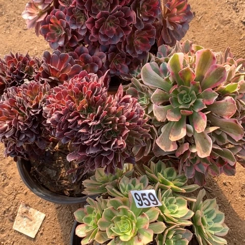 959四颗法师多肉植物