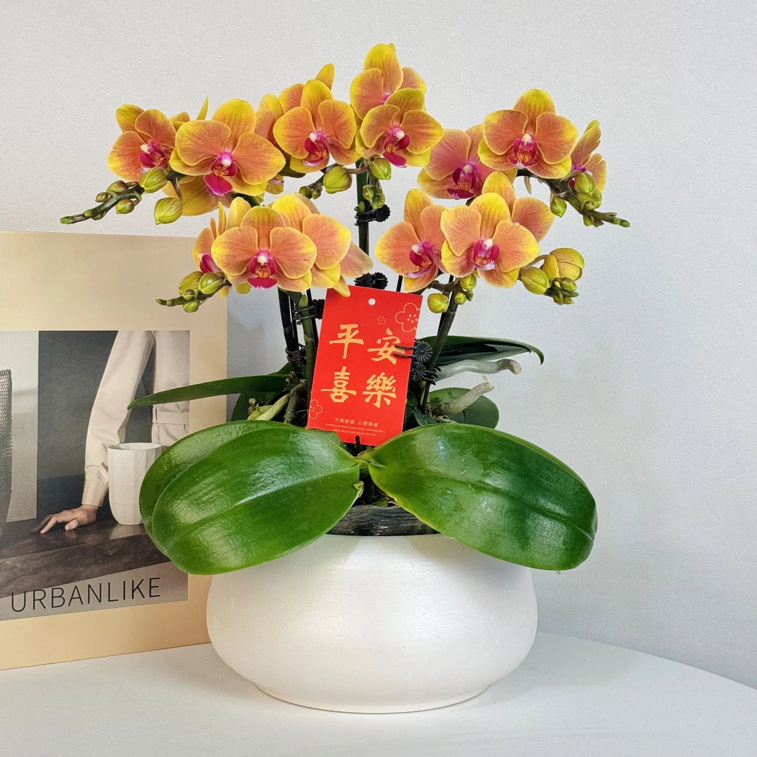 蝴蝶兰【金元宝】 黄金色蜡质花蝴蝶兰年宵花花期长室4-5