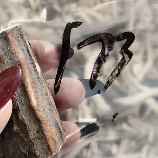 万***春鹿角鹿角鹿角鹿角鹿角鹿角