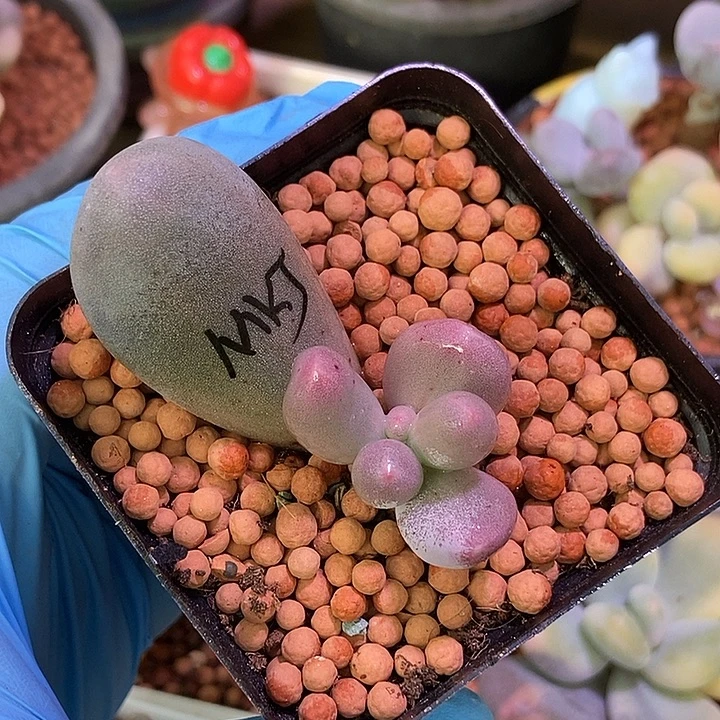 米可奶酪锦基因多肉植物