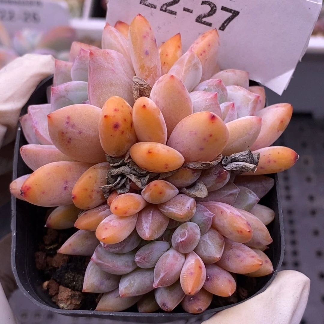 【闪购商品】22-27