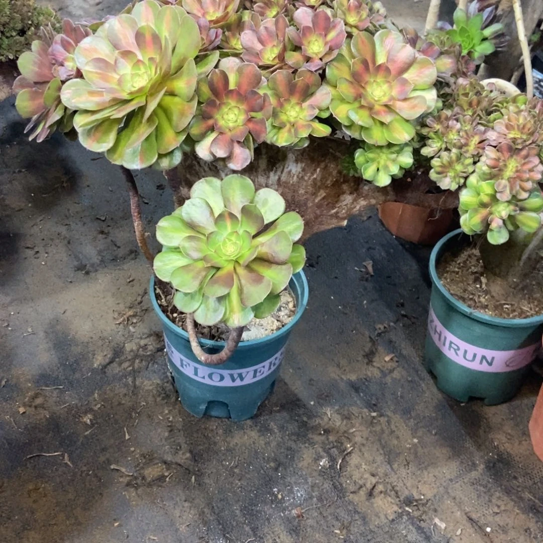 小***艾抹茶朵朵缀化寄养