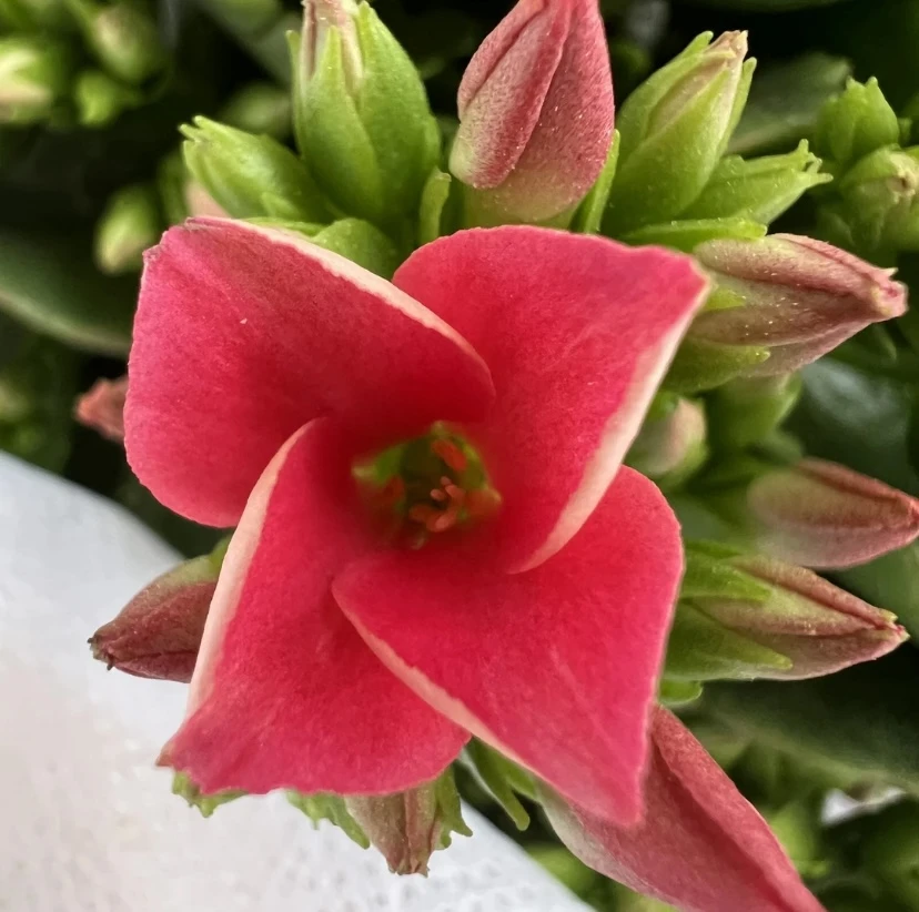 长寿花【思瑞亚】 110单瓣稀有品种