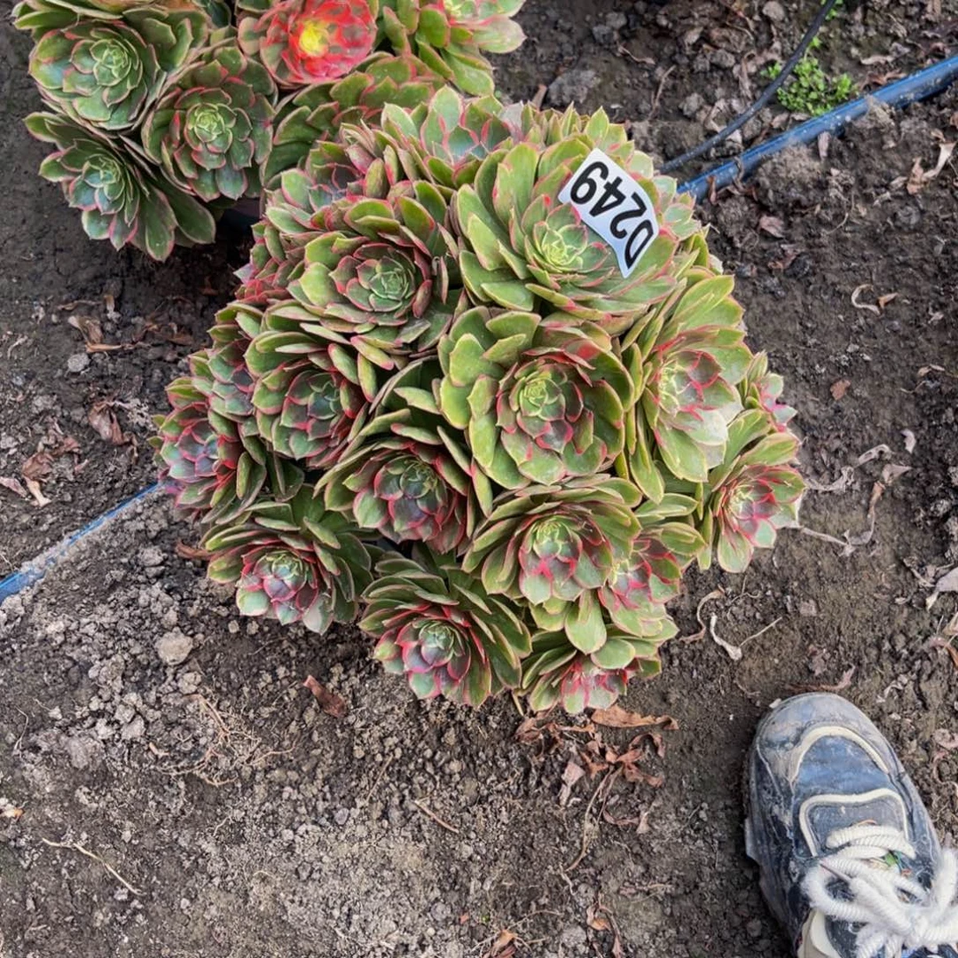 粉花妖26//////34包邮