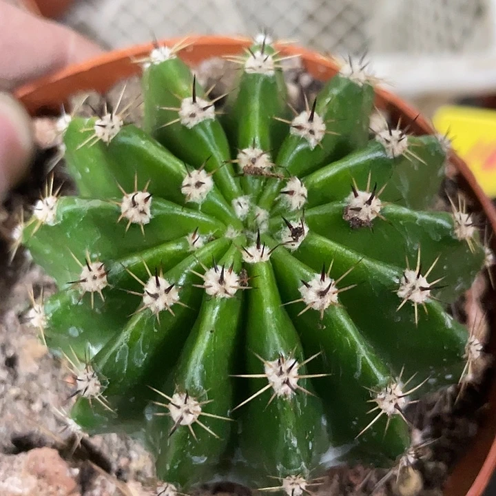 7号实生高耸三黑刺彩草