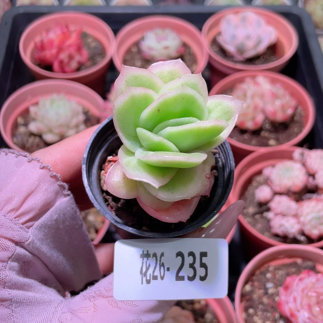花利美26-235冰玫瑰