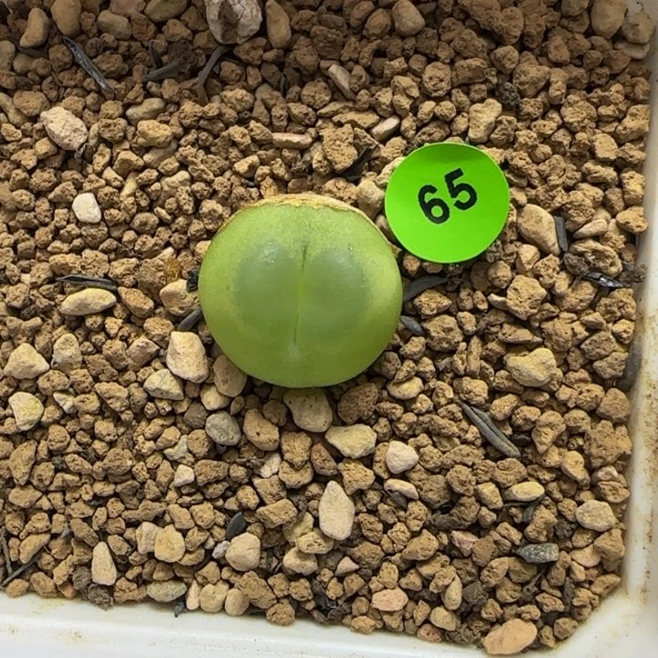 拉登1.7多肉植物65