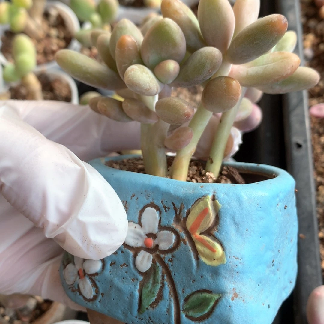 芒果奶酪多肉芒果奶