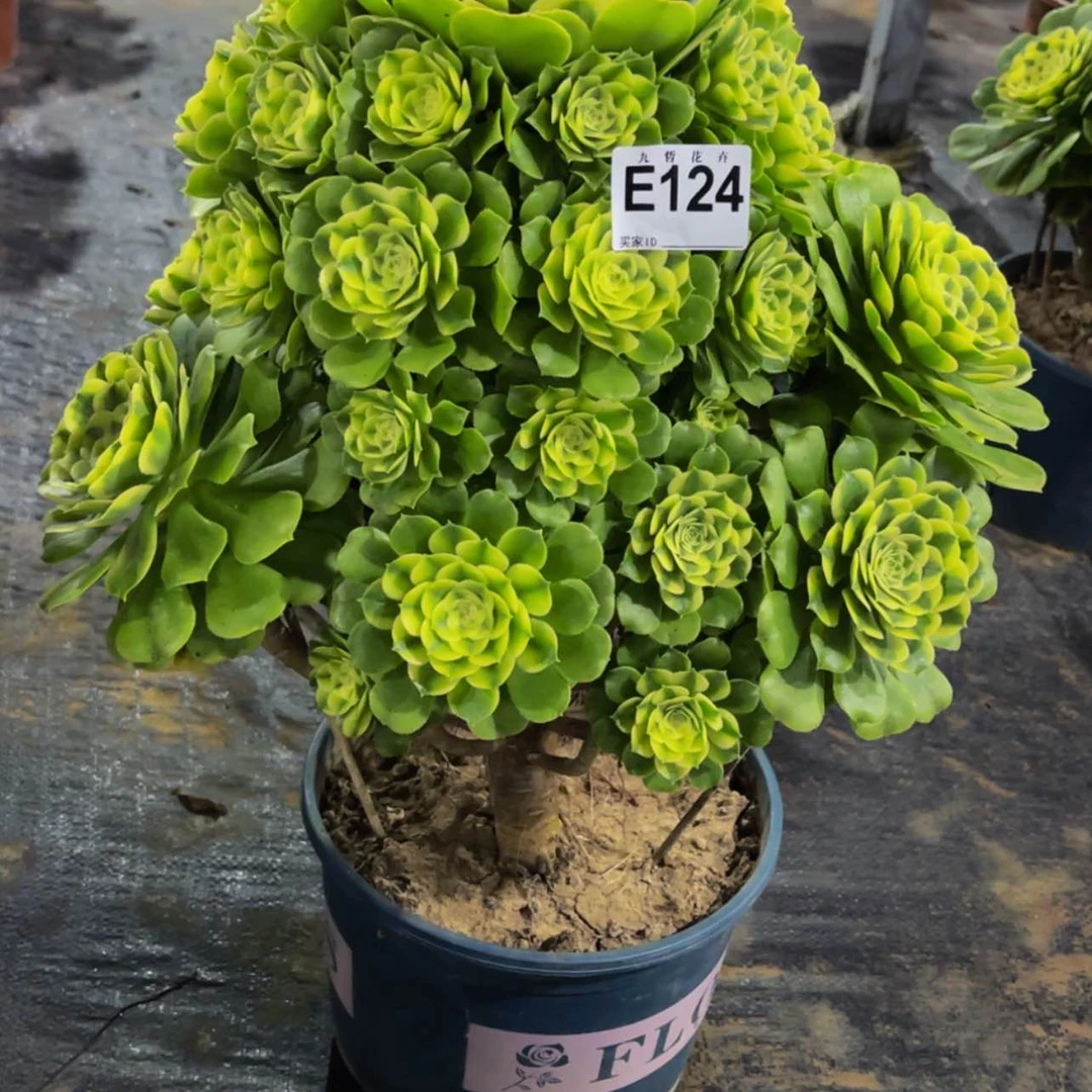 【闪购商品】12400