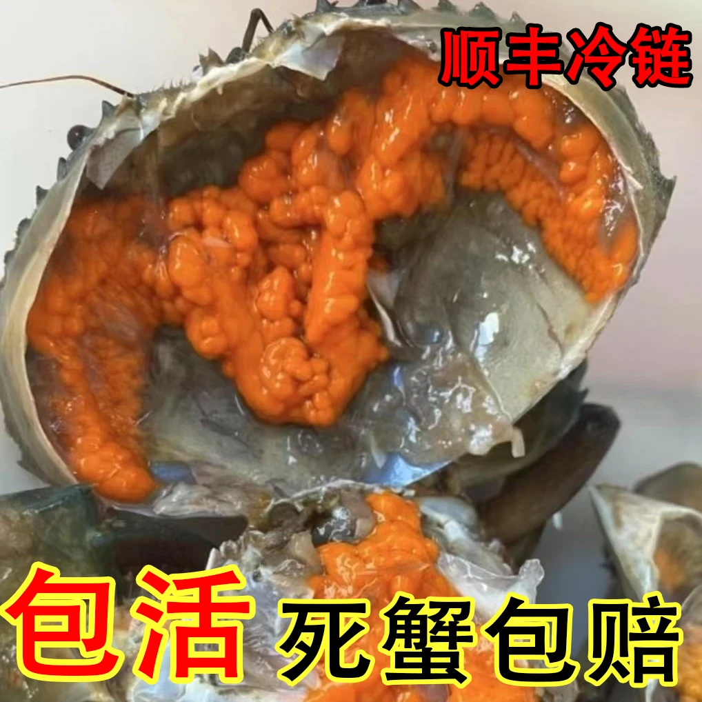 A【顺丰包活到家】5只红膏蟹红鲟600g/2-3两/只