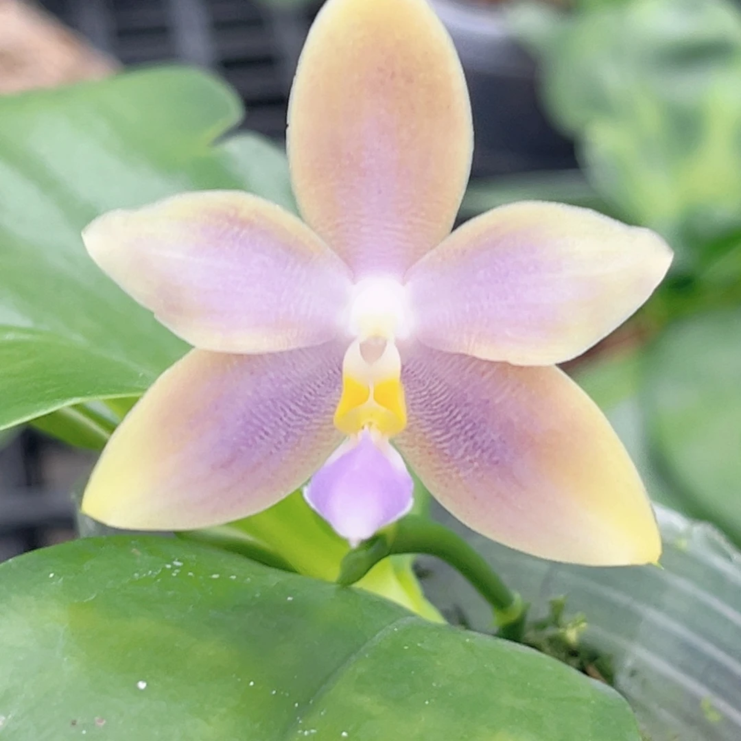 完全开放2.5寸蓝珍交蓝豹开花株