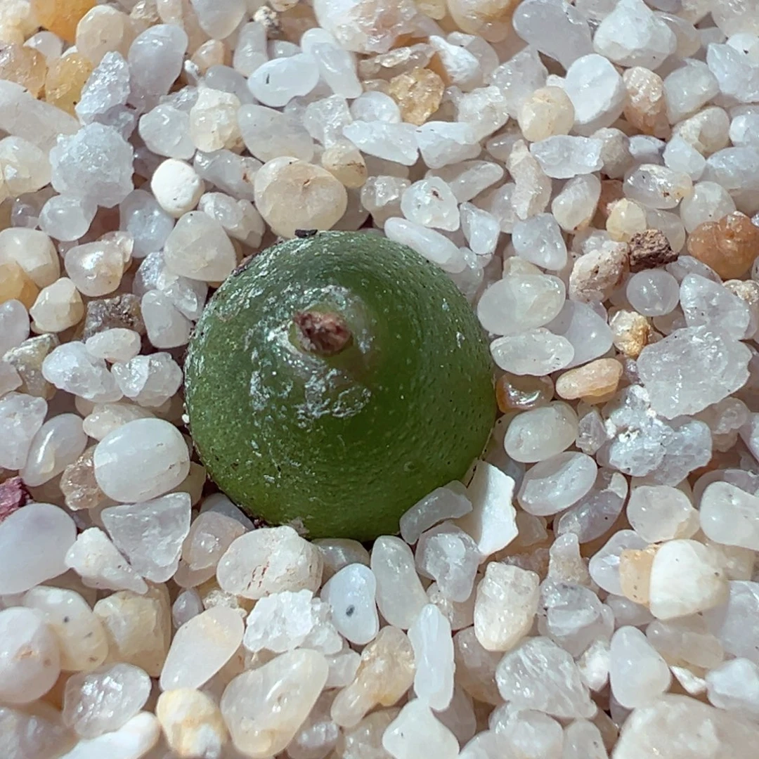 108-653多肉多肉哈默灯泡