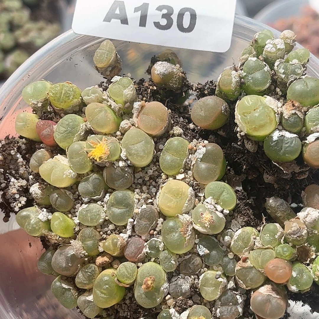 1111–番杏福利a130