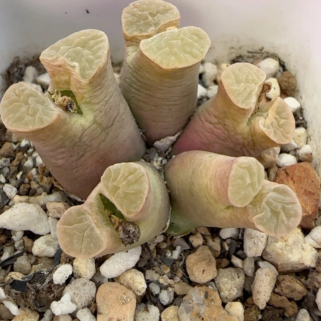 m*214福利优选福利