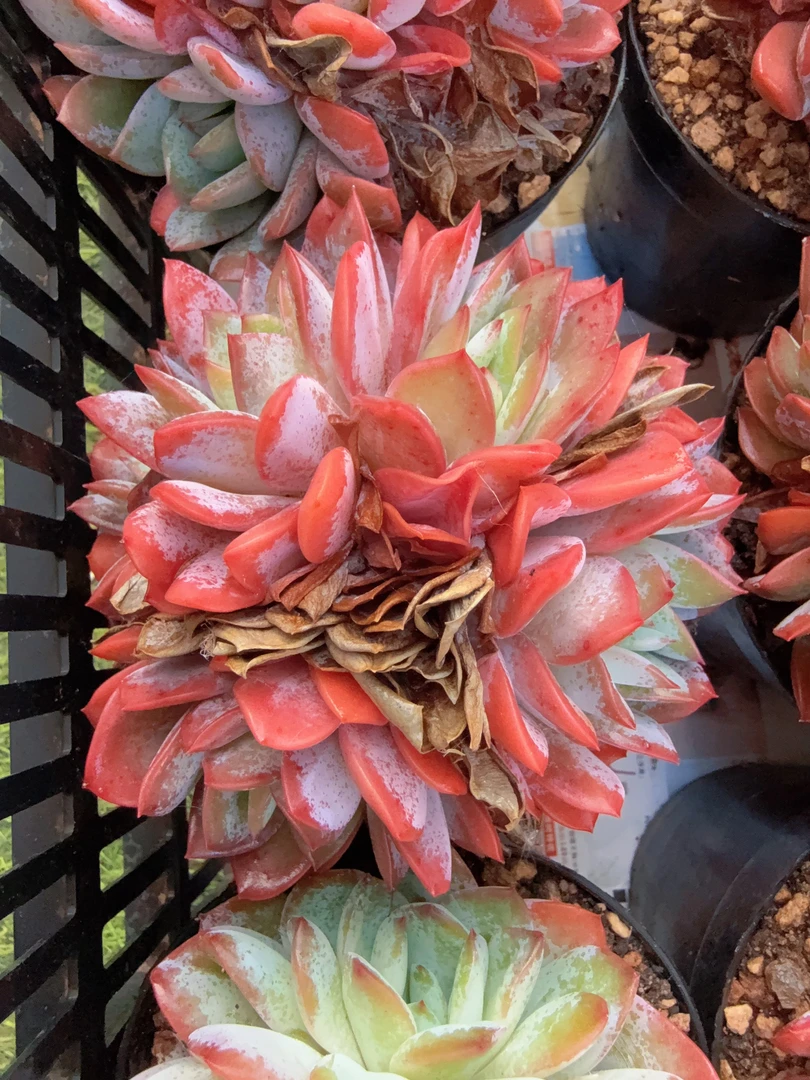 110#（群生幻月）无砍（8-12cm）脱土