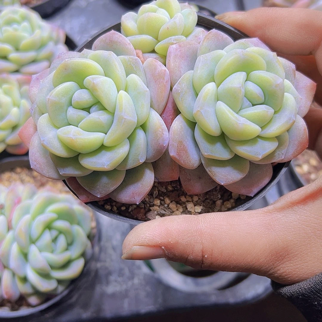 大大双头冰玉19包邮