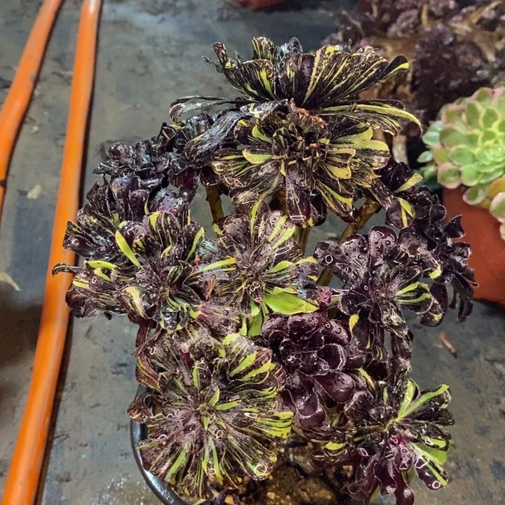 水墨丹青多肉植物2