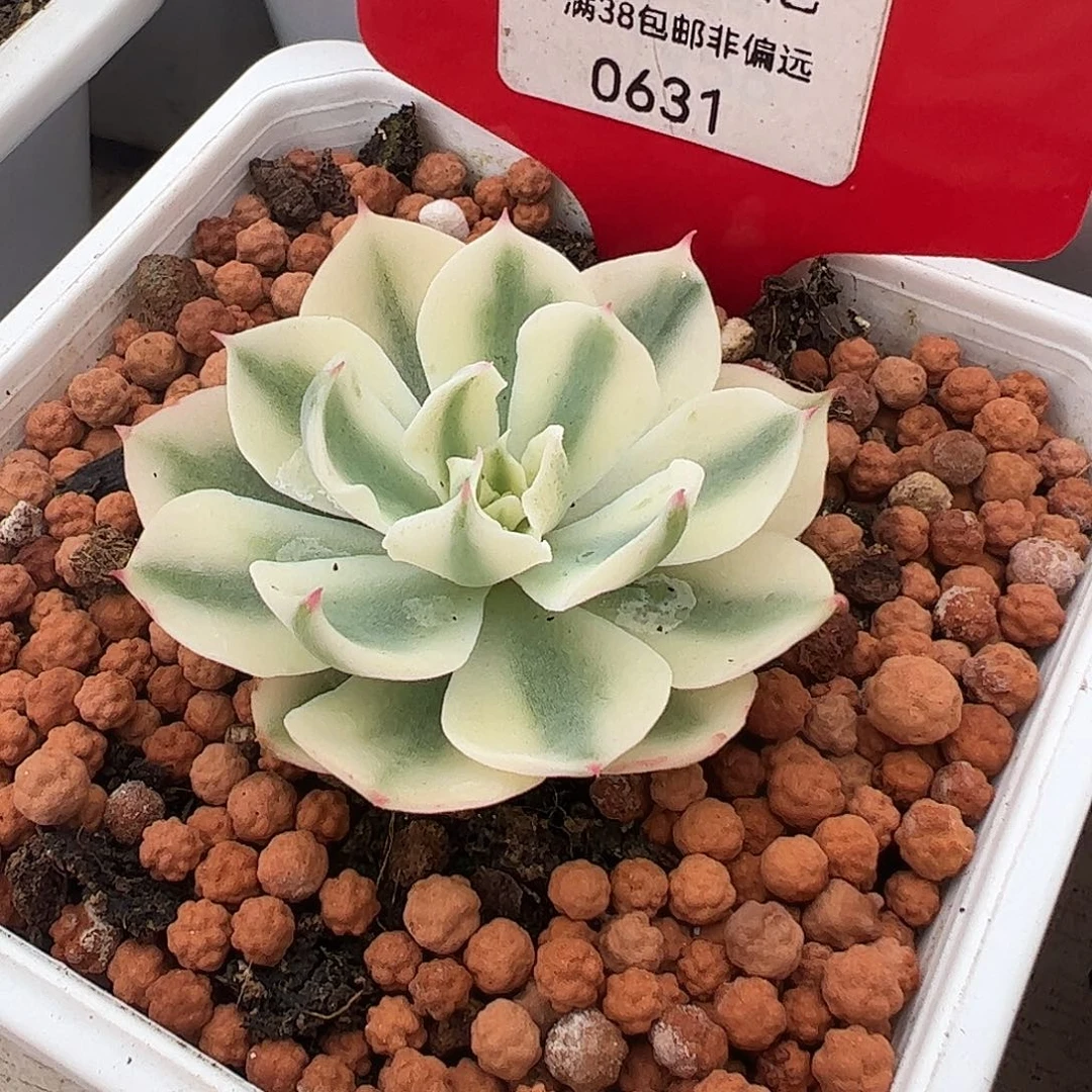 0631海啸锦多肉植物5cm