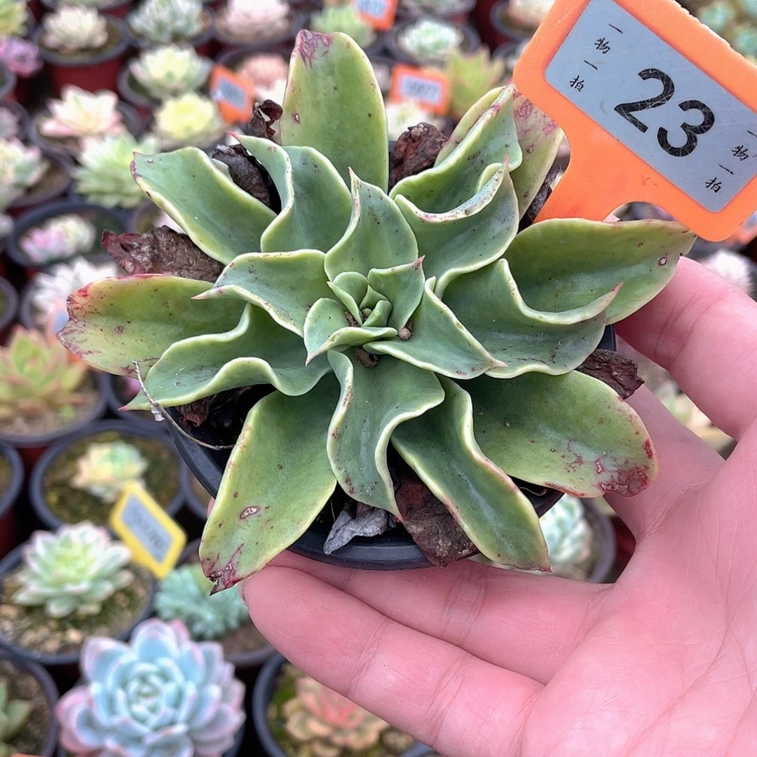 原始章鱼23号多肉