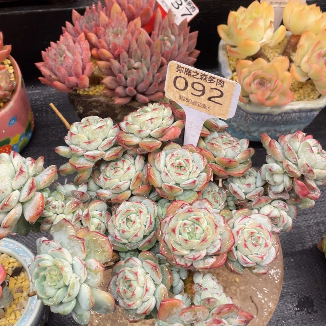 弥鹿之森一物一拍