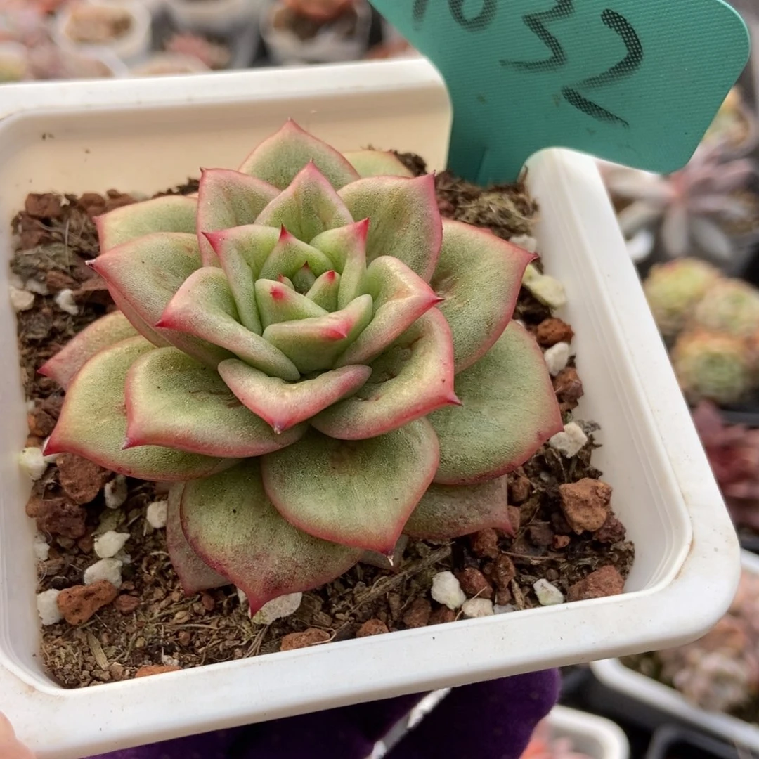 7032凸起玛丽亚多肉植物