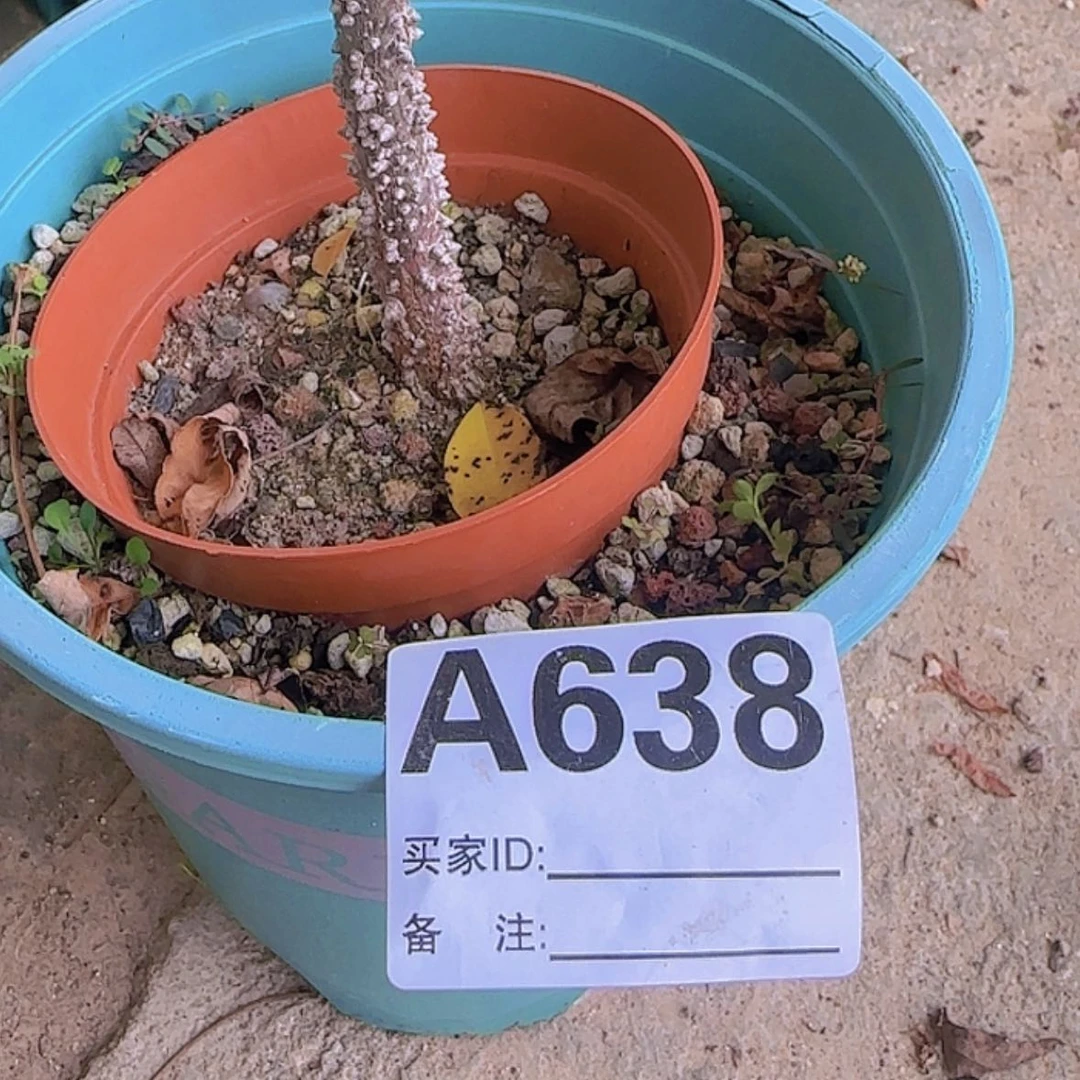 【闪购商品】3**?块根植物