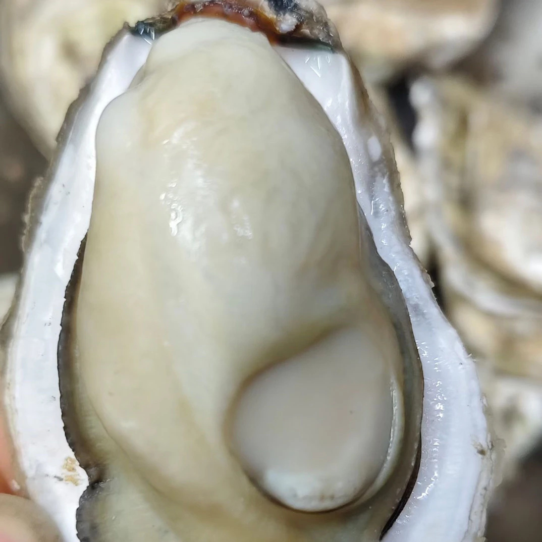 精洗青岛海蛎子5斤