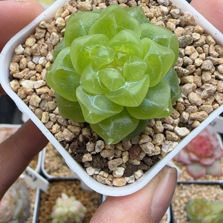 190号泼天晗雨多肉